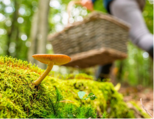 Photograph of a toadstool and person carrying a wicker basket