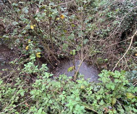 A photo of a brook within the site