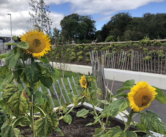 Precedent image showing a community garden